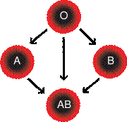 Схема переливания разногруппной крови.