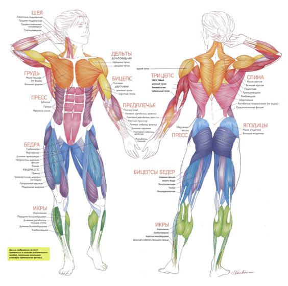 атлас человека. Расположение мышц.