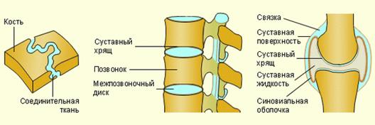 Соединение костей: неподвижные, полуподвижные, суставы