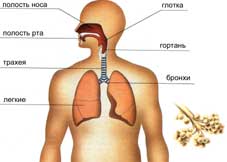 схема органов дыхания