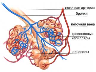 легочные альвеолы